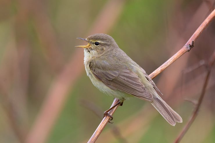 pouillot véloce fiche oiseau
