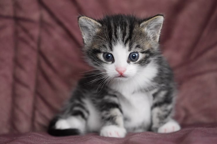 bebe chaton chat de race adorable mignon photo hd yeux bleux