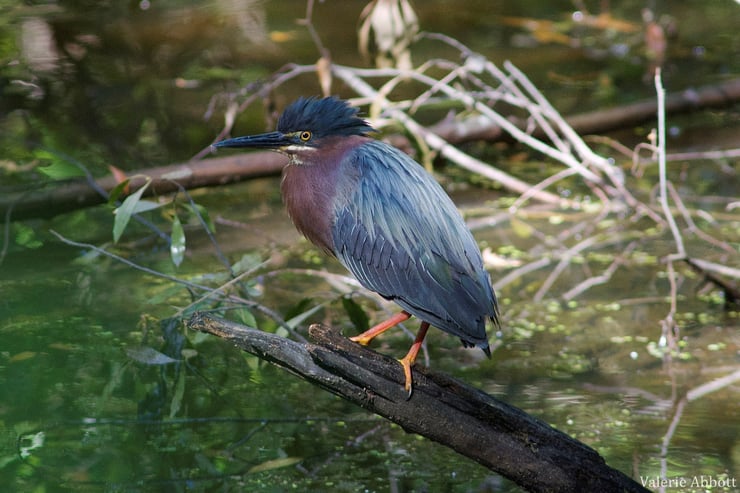 heron vert fiche animaux oiseaux animals fact bird green heron