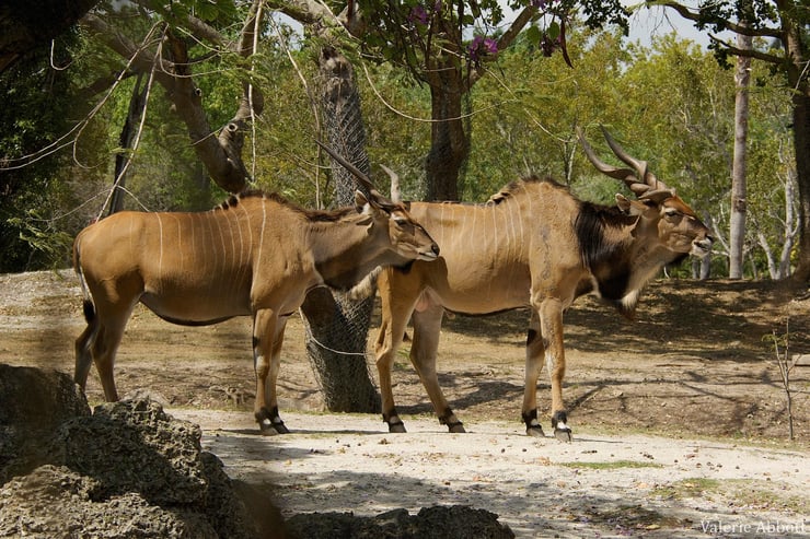 eland du cap fiche animaux afrique bovides animals fact