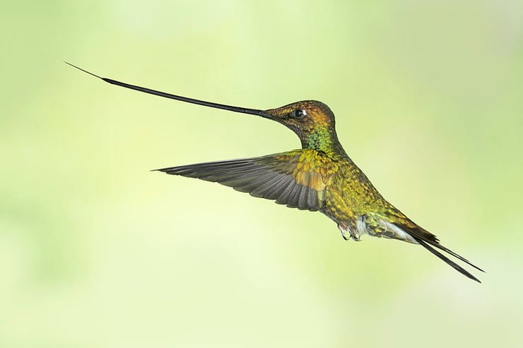 fiche animaux colibri porte epee oiseau mouche