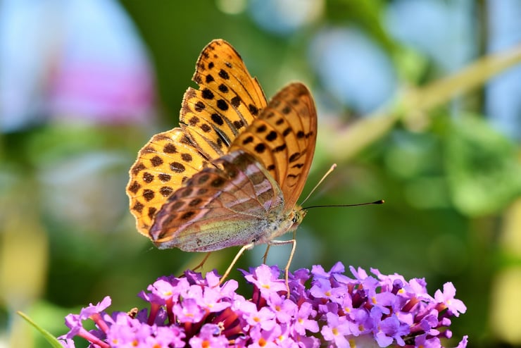 papillon sur buddleia