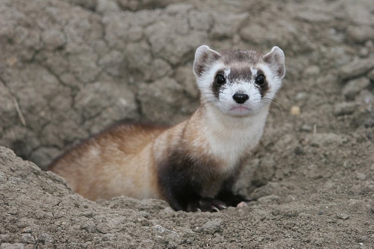 putois à pieds noir fiche animaux amerique du nord mustela nigripes black footed ferret