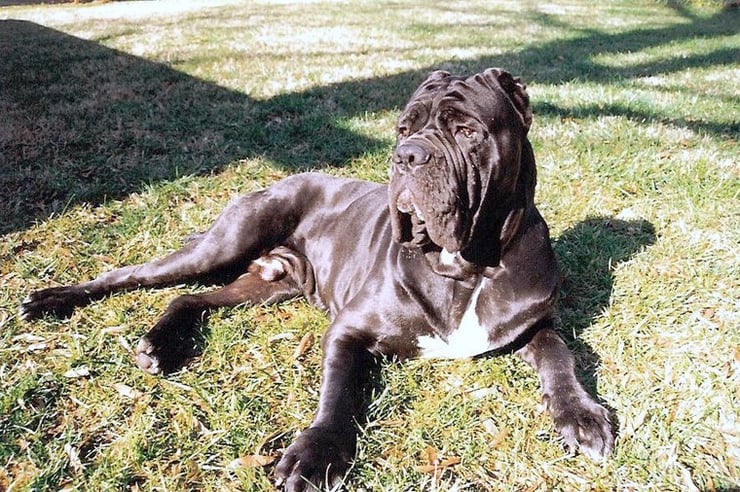 matin de naples fiche chien animaux animal fact dog neapolitan mastiff race caractere comportement origine poil couleur