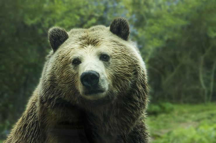 ours grizzly fiche animaux ursus arctos horribilis