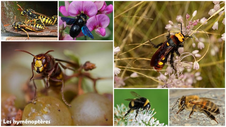 savez vous reconnaitre les hymenoptères abeille guepe frelon bourdon xylocope scolie