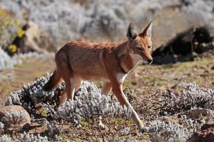 loup d'Abyssinie fiche animaux ethiopie animal fact ethiopian wolf