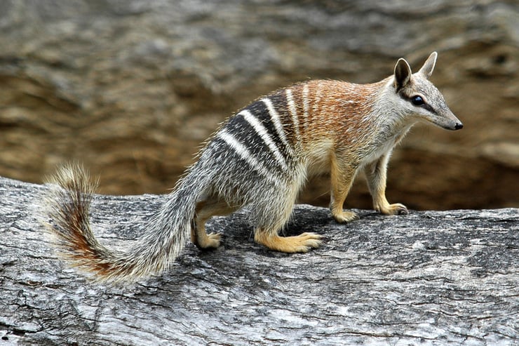 numbat marsupiaux australiens fourmilier marsupial australie animaux par N