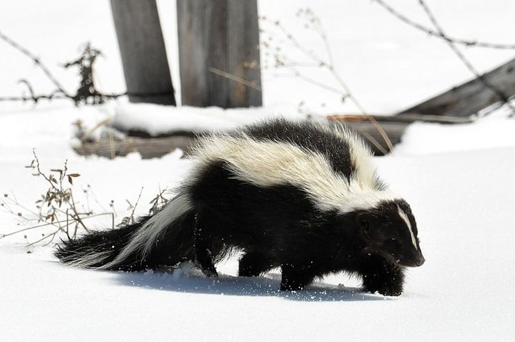 mouffette rayee fiche animaux mustelides striped skunk animal facts quebec canada