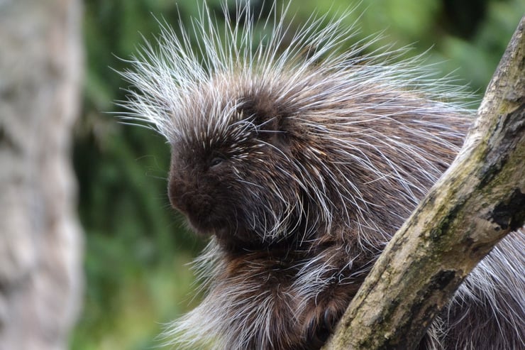 animaux canada quebec porc epic amerique du nord northern porcupine