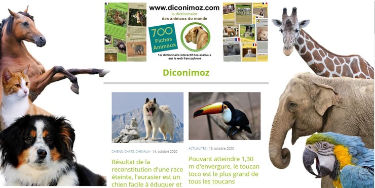 fiche animaux insectes scolie des jardins frelon ne pas confondre