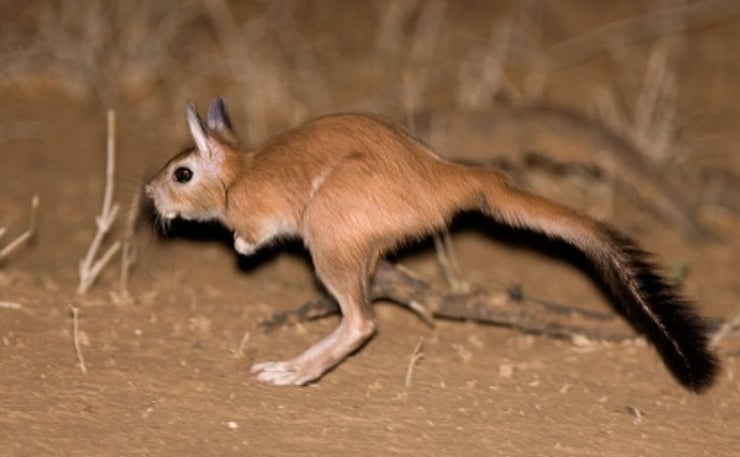 lievre sauteur afrique fiche animaux