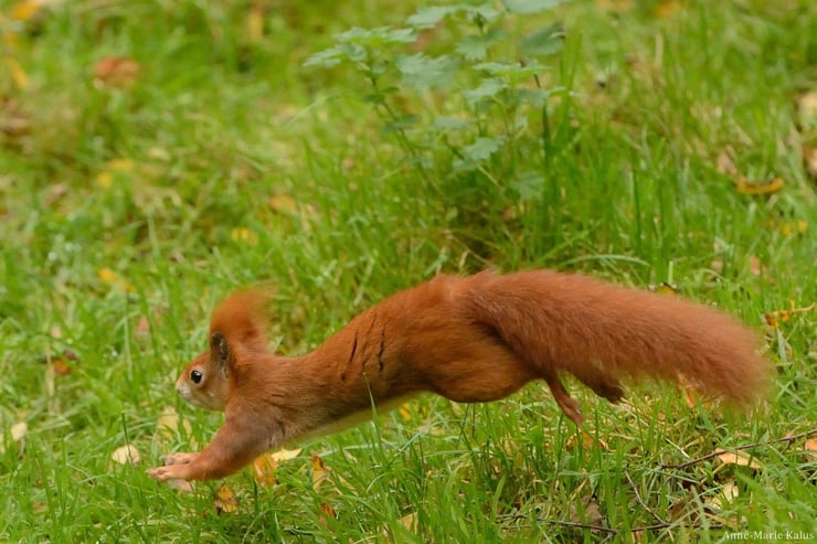 ecureuil roux fiche animaux foret francaise