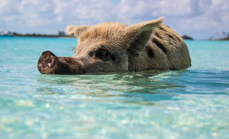 cochons nageur des bahamas big major cay pig beach
