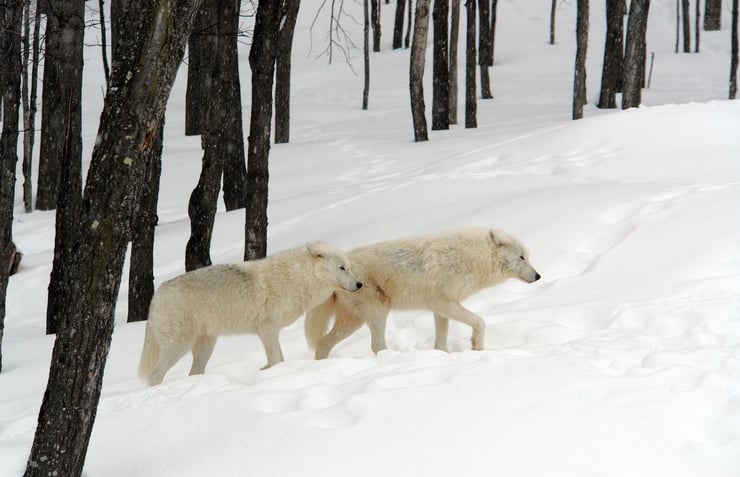 Découvrez le parc animalier Oméga : une aventure sauvage au cœur du Canada
