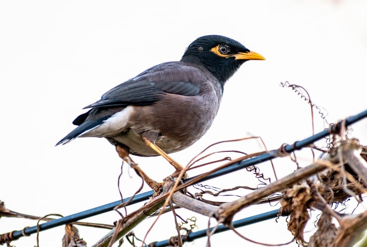 Acridotheres tristis mainate religieux comportement taille poids