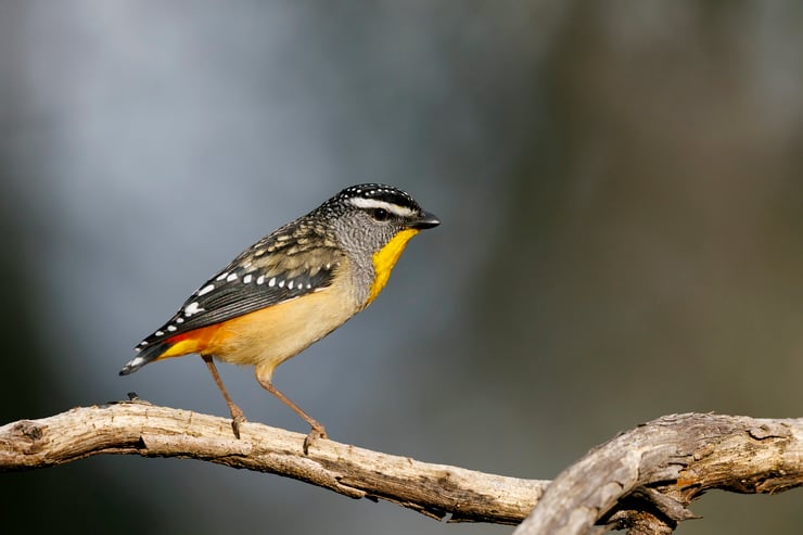 parladote pointillé Pardalotus punctatus taille poids habitat alimentation