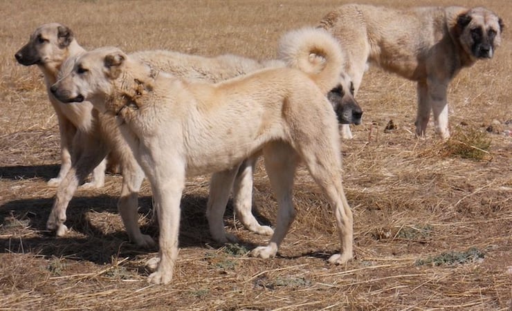 berger anatolie kangal karabash chien turque fiche animaux animal fact dog caractere comportement origine poil couleur