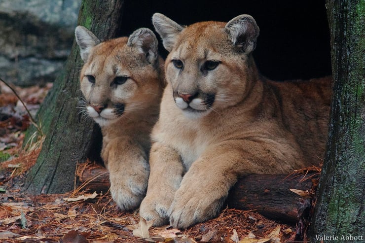 puma ou cougar des montagnes rocheuses