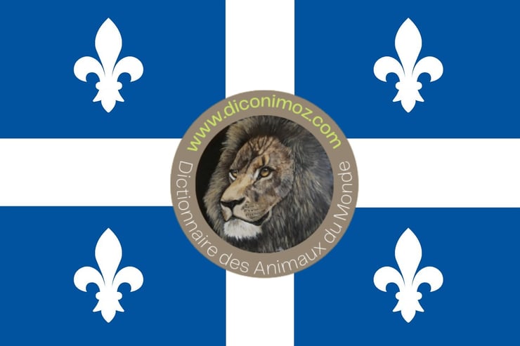 drapeau du Québec dictionnaire des animaux du monde internautes québécois