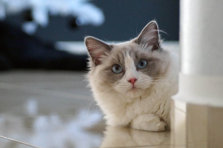 ragdoll fiche animaux chat