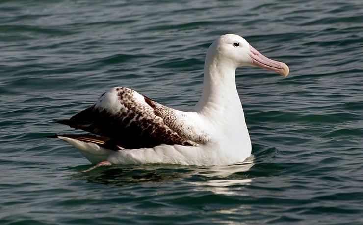 albatros hurleur en train de nager oiseaux marins