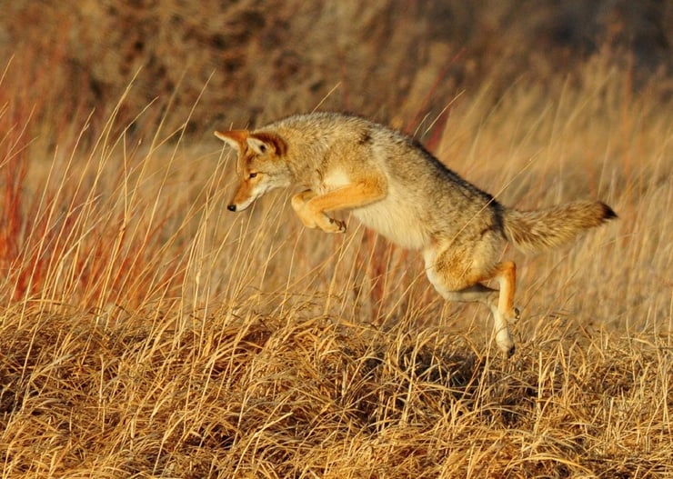coyote en train de chasser