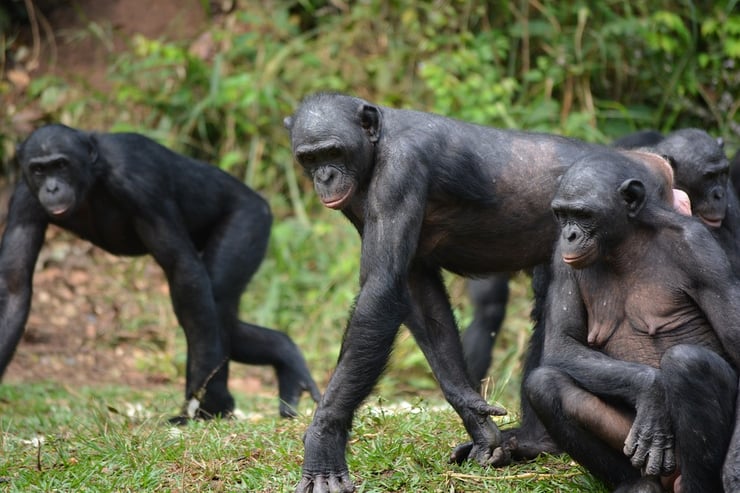 bonobo fiche animaux mammifere afrique animal fact primates singes monkey