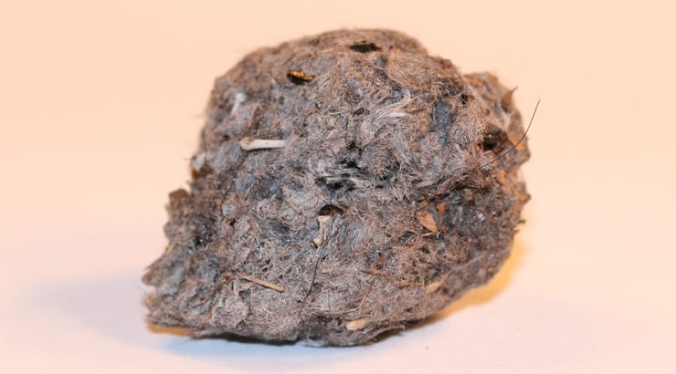 pelote de rejection rapace regime alimentaire des animaux