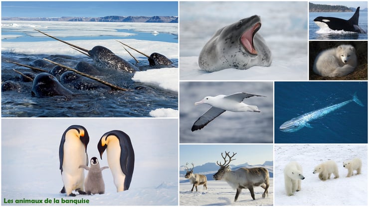 les animaux de la banquise et du cercle polaire