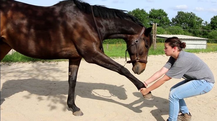 interview emmanuelle lethon osteopathe animaliere