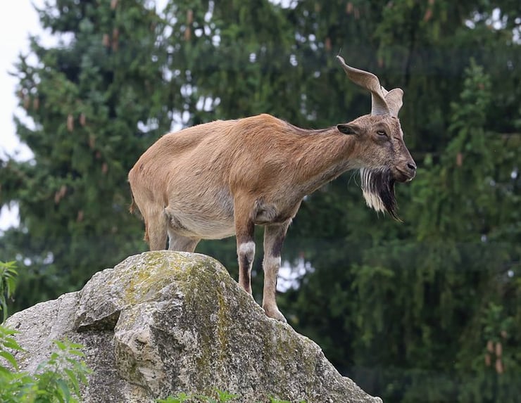 image markhor fiche animal bovidé alimentation