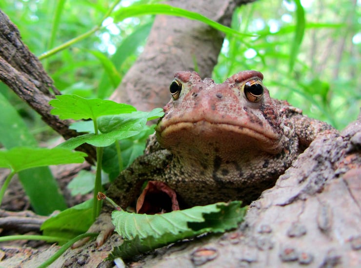 crapaud d'amerique american toad fiche factsheet batracien