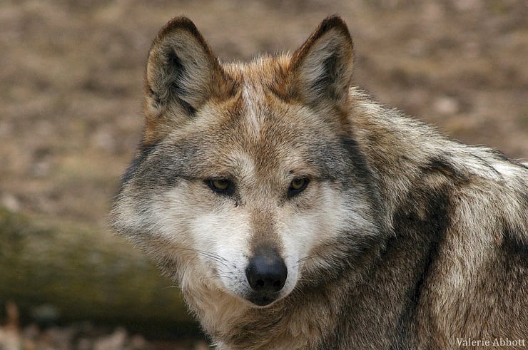 loup mexicain fiche animaux sauvages animal fact mexican wolf 