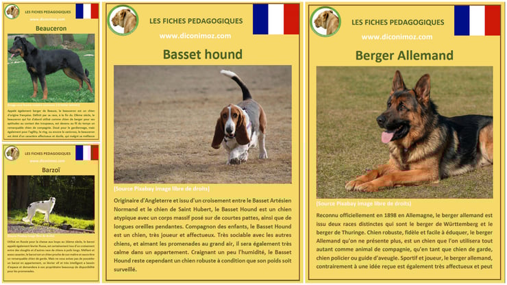 fiche animaux animal de compagnie  chien à telecharger et a imprimer pdf comportement origine caractere berger allemand beauceron basset hound barzoi levrier russe