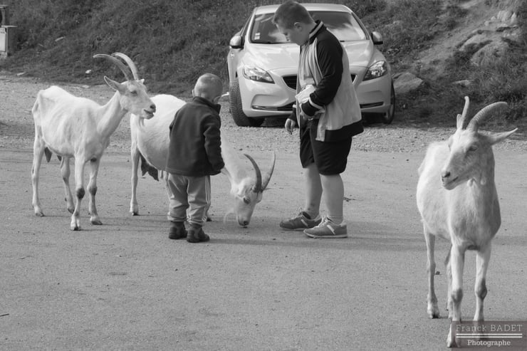 chevre et enfants les lindarets haute savoie reportage