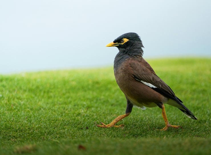 martin triste common myna