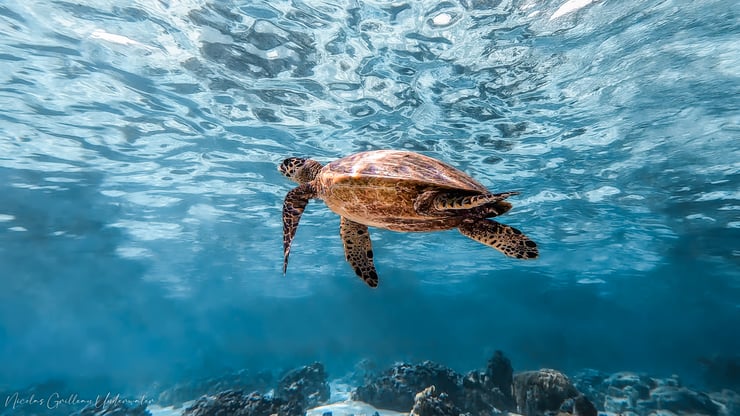 fiche animaux tortue imbriquée en danger critique d'extinction polynésie française