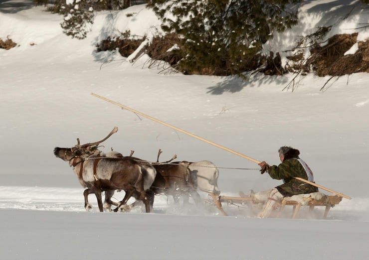 le renne moyen de transport dans le grand nord