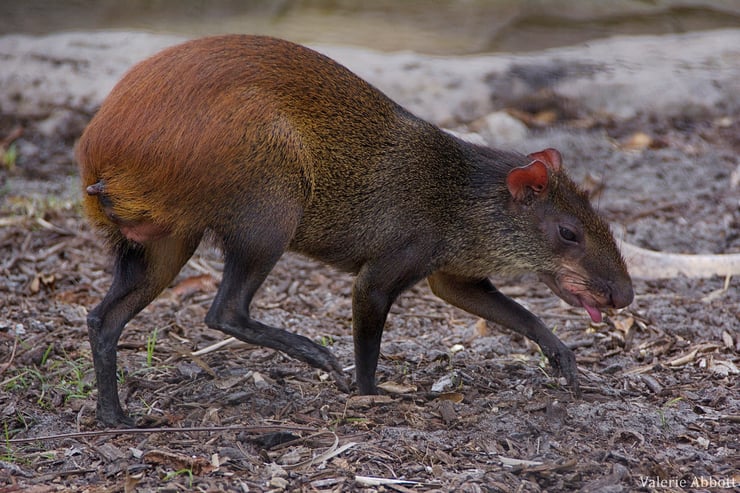 agouti doré fiche animaux rongeur amerique du sud red rumped animal fact