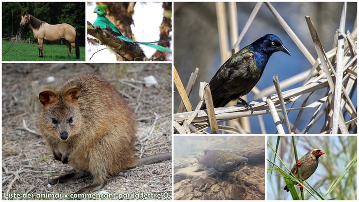 liste des animaux commençant par la lettre Q quokka quiscale quelea quinnat quetzal quarter horse