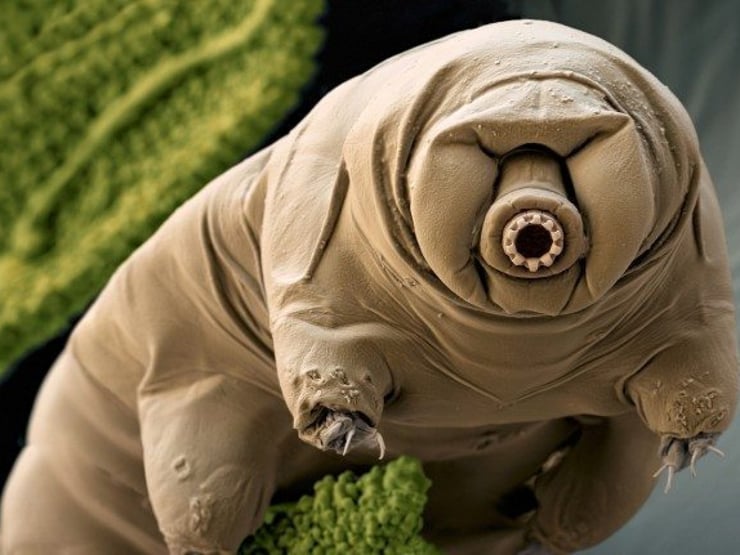 tardigrade animaux aux superx pouvoirs
