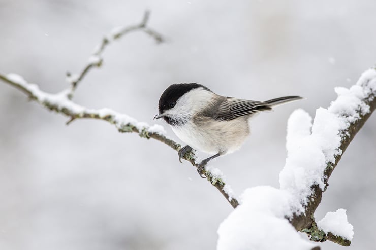willow tit mesange boreale sous la neige Poecile hudsonicus
