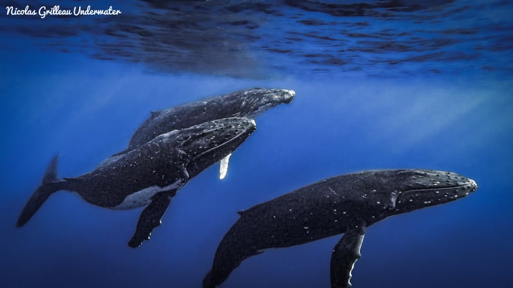 baleine à bosse fiche animaux mammiferes marins