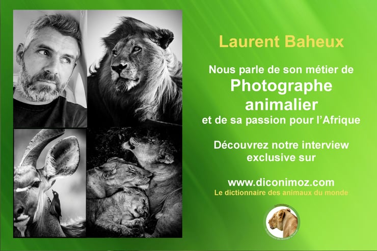 interview Laurent Baheux photographe animalier noir et blanc 