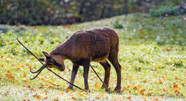 chamois fiche animaux