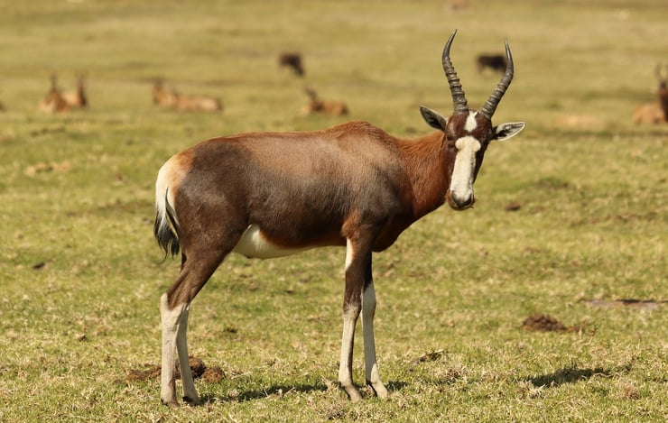 fiche animaux afrique damalisque a front blanc taille poids alimentation antilope blesbok