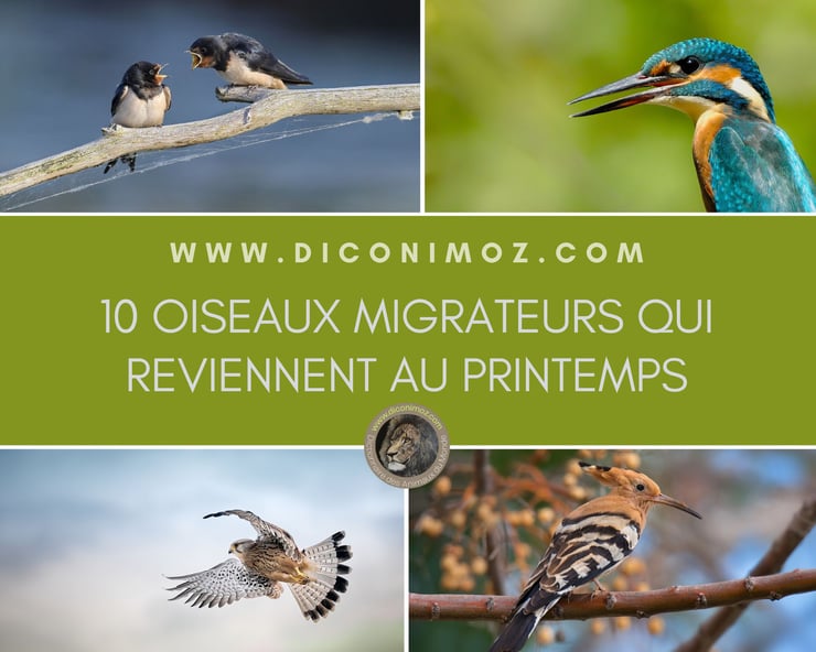 10 oiseaux migrateurs qui reviennent en France au début du printemps