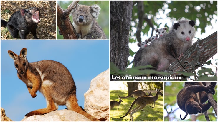 marsupiaux animal marsupial animaux australie poche connaissez vous les