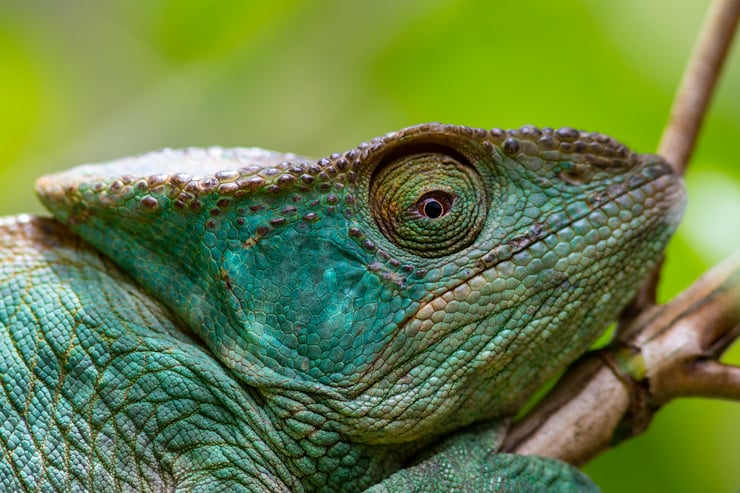 Pourquoi certains animaux changent de couleur ? Les secrets de la chromatophorie